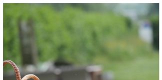 Foto weekoverzicht Judith #336 picknick vaderdag juni 2021