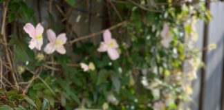 Foto weekoverzicht Judith #334 wijn en foodies mag