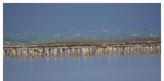 Foto weekoverzicht Judith #349 flamingos