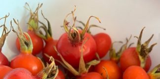 Rozenbottel jam recept rozenbottels plukken sept 2021