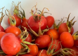 Rozenbottel jam recept rozenbottels plukken sept 2021