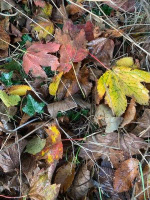 herfstbladeren