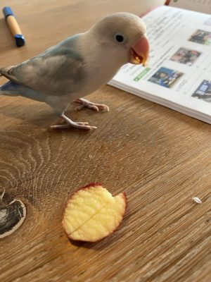 pip met een appeltje