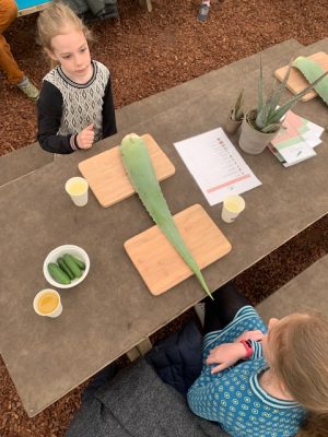 Bezoek een Aloë Vera kwekerij met je kind en volg een workshop in naaldwijk