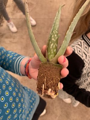 aloe vera plantje