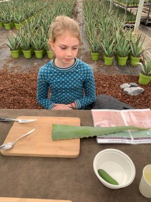 aloe vera workshop