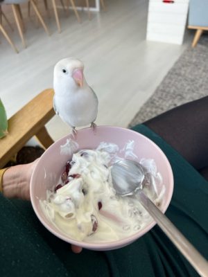 pip op yoghurtbak