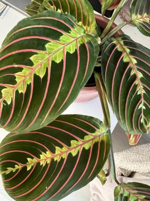 maranta fascinator tricolor