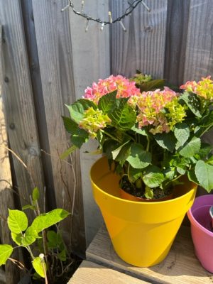 kamerhortensia gele pot