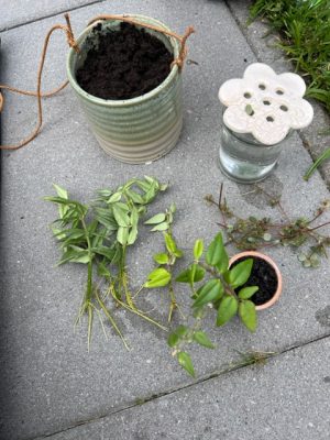 stekjes planten mei 2022