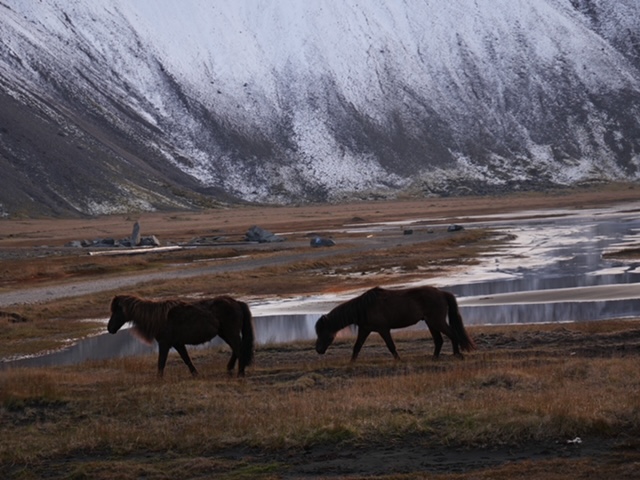 vestrahorn paardjes