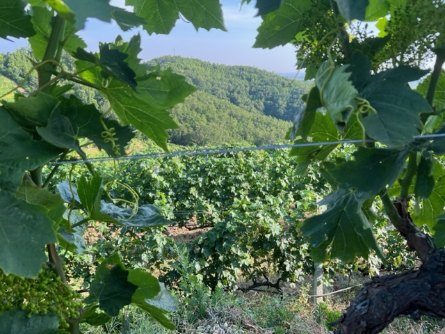 Duka winery wijngaard