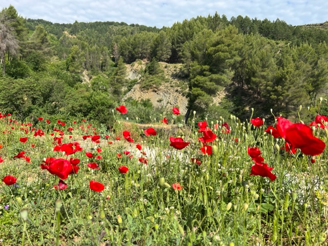 albanie permet