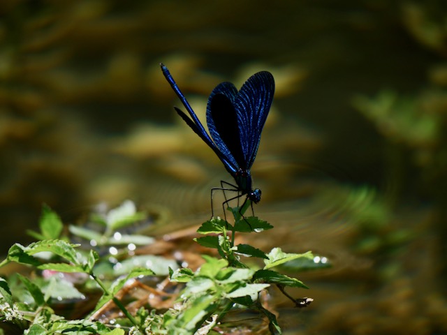 libelle syr i kaster