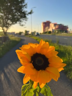 zonnebloem van Yuren z'n musical