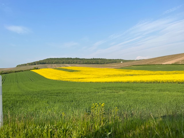 geel veld picardie