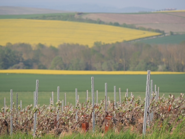 wijnveld champagnestreek