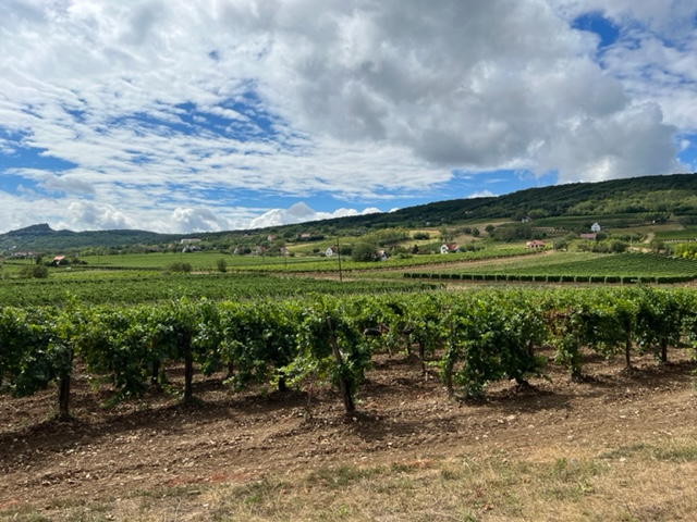 Balatonmeer wijnvelden
