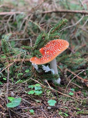 Leuke activiteiten om te doen in de herfst een herfstbucketlist!