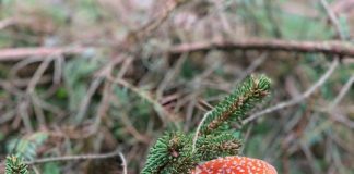 Leuke activiteiten om te doen in de herfst: een herfstbucketlist! Leuke activiteiten om te doen in de herfst een herfstbucketlist!