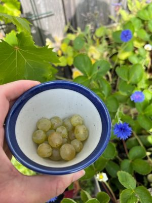 druiven uit eigen tuin