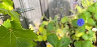 Foto weekoverzicht Judith #399 druiven uit eigen tuin