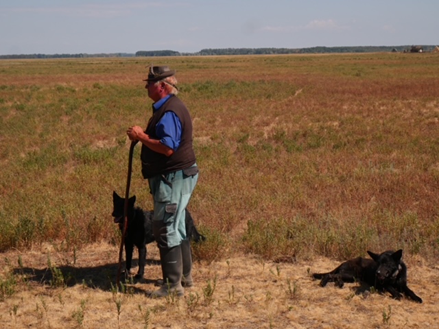 herder poesta met herdershonden