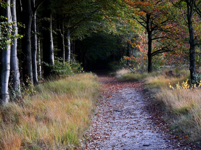 Mammoet wandeling Ees