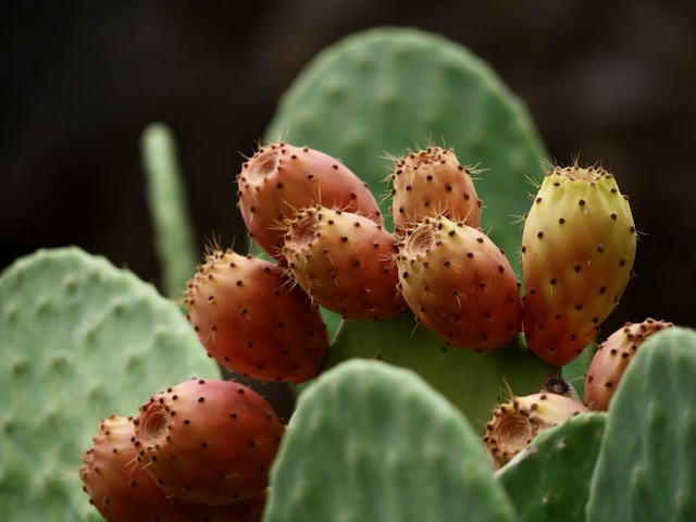 cactusvijgen gran canaria