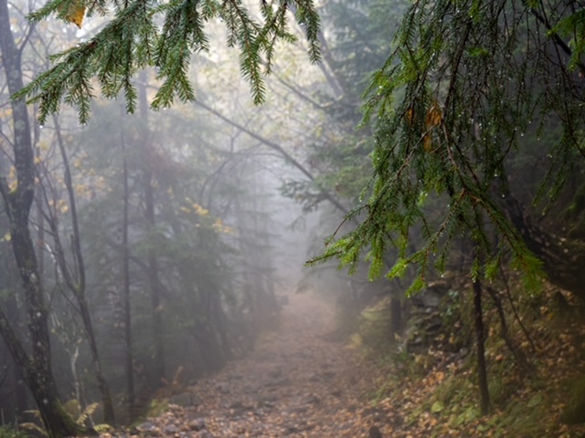 misty morning Mørkgonga