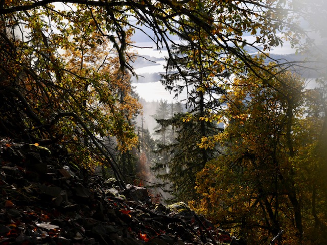 mooie herfstfoto bos Mørkgonga