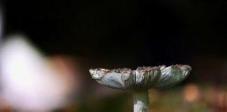 Foto weekoverzicht Judith #403 vliegenzwam 2022 herfst