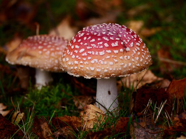 vliegenzwam herfst noorwegen