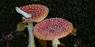 Op vliegenzwammen jacht! vliegenzwam van bovenaf