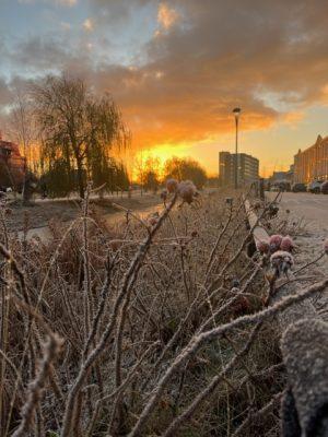 bevroren rozebottels en opkomende zon