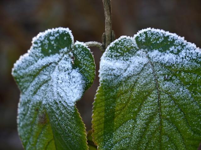 frosty blaadjes