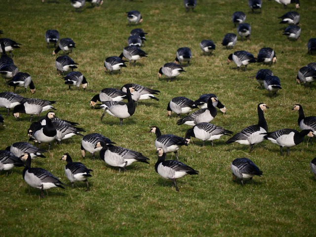 vogels marken