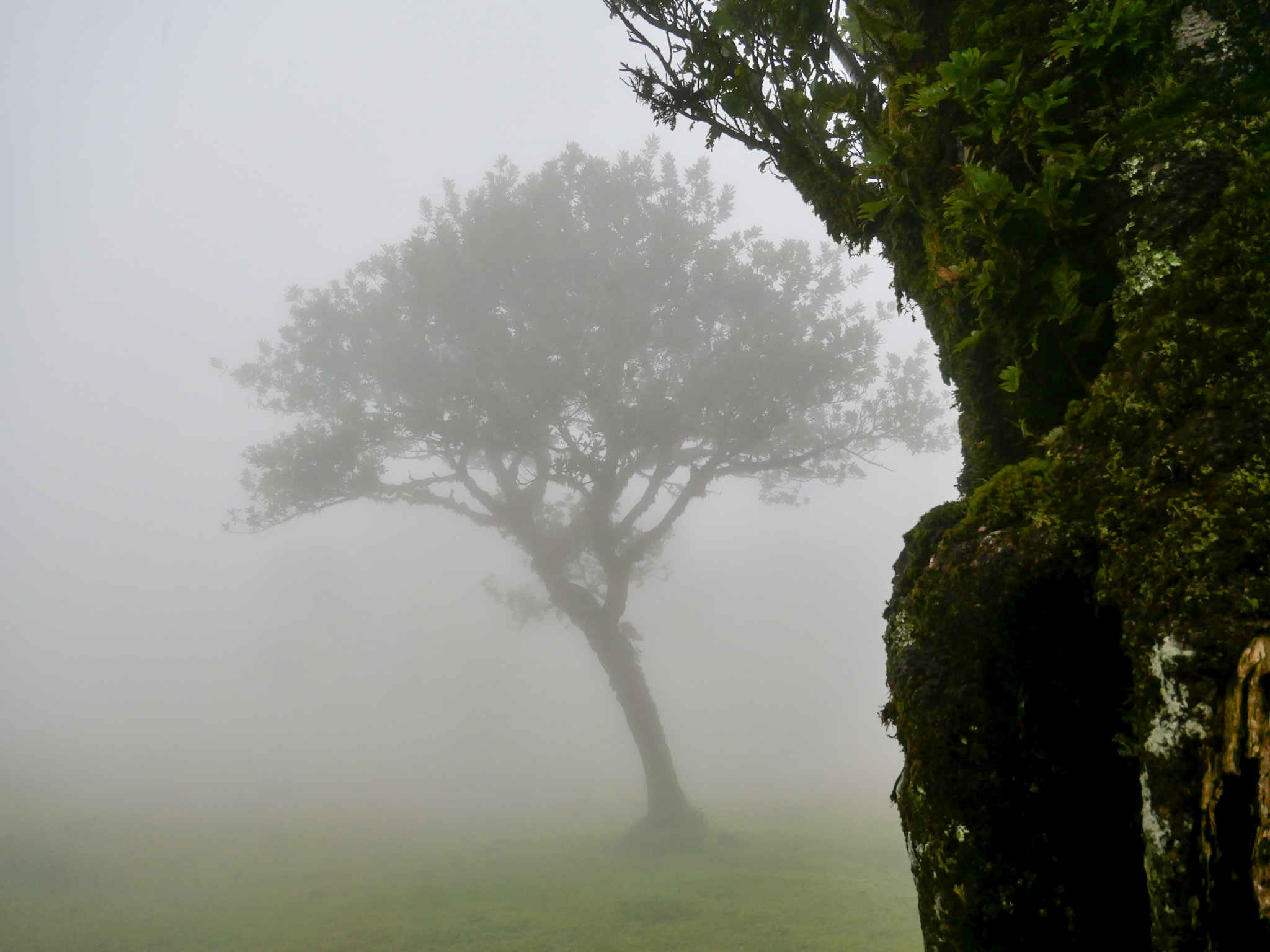 Fotograferen in het spannende Fanal Forest op Madeira oerbos