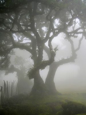 Fotograferen in het spannende Fanal Forest op Madeira unesco werelderfgoed