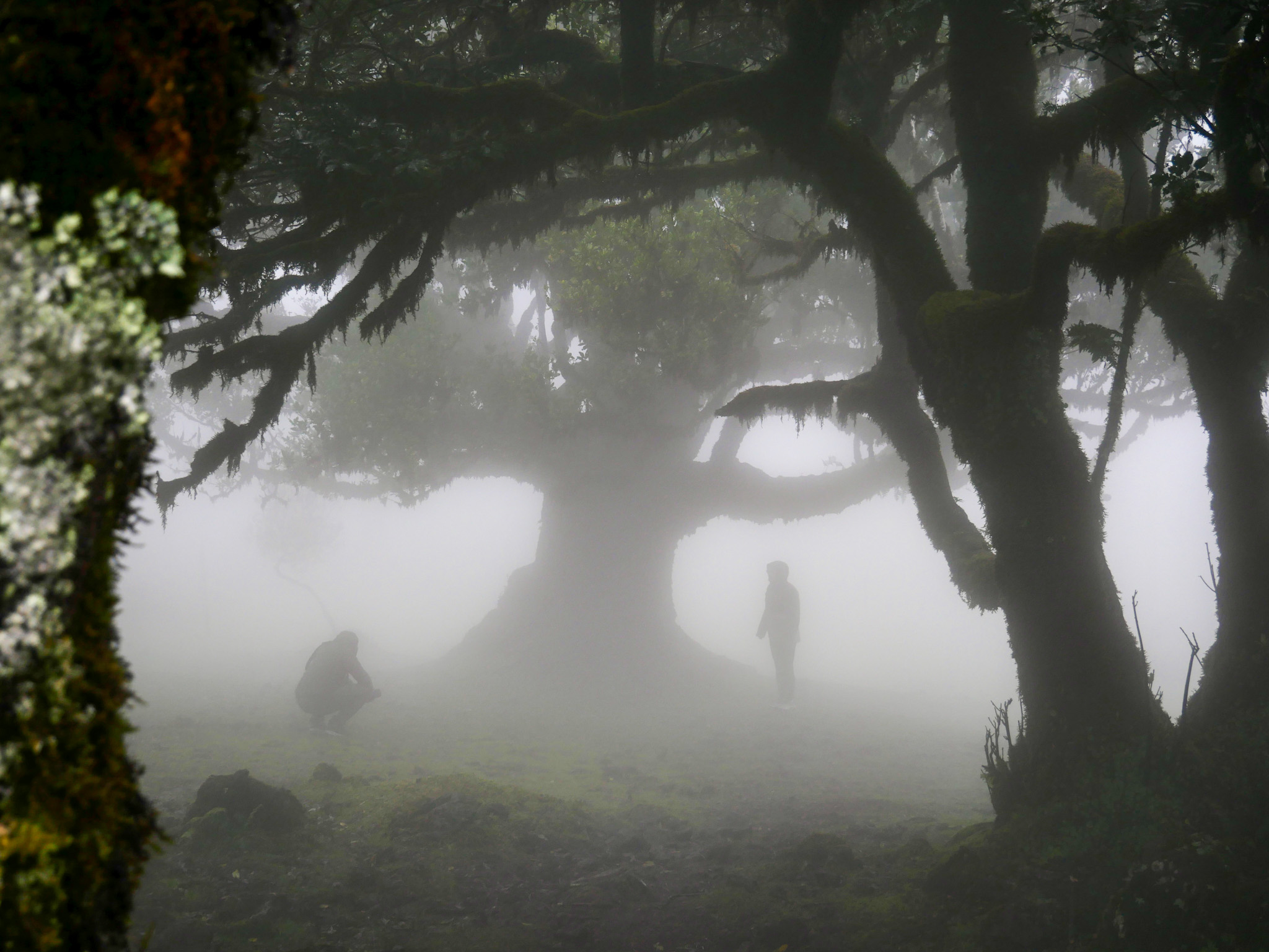 Fotograferen in het spannende Fanal Forest op Madeira