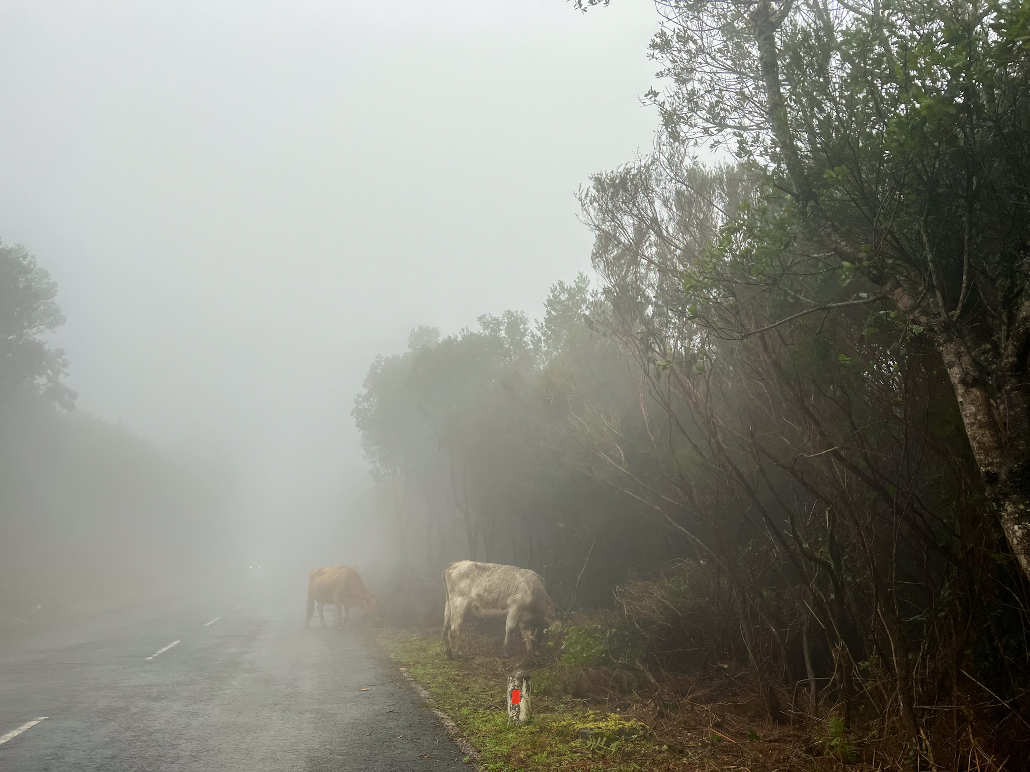 koeien fanal forest