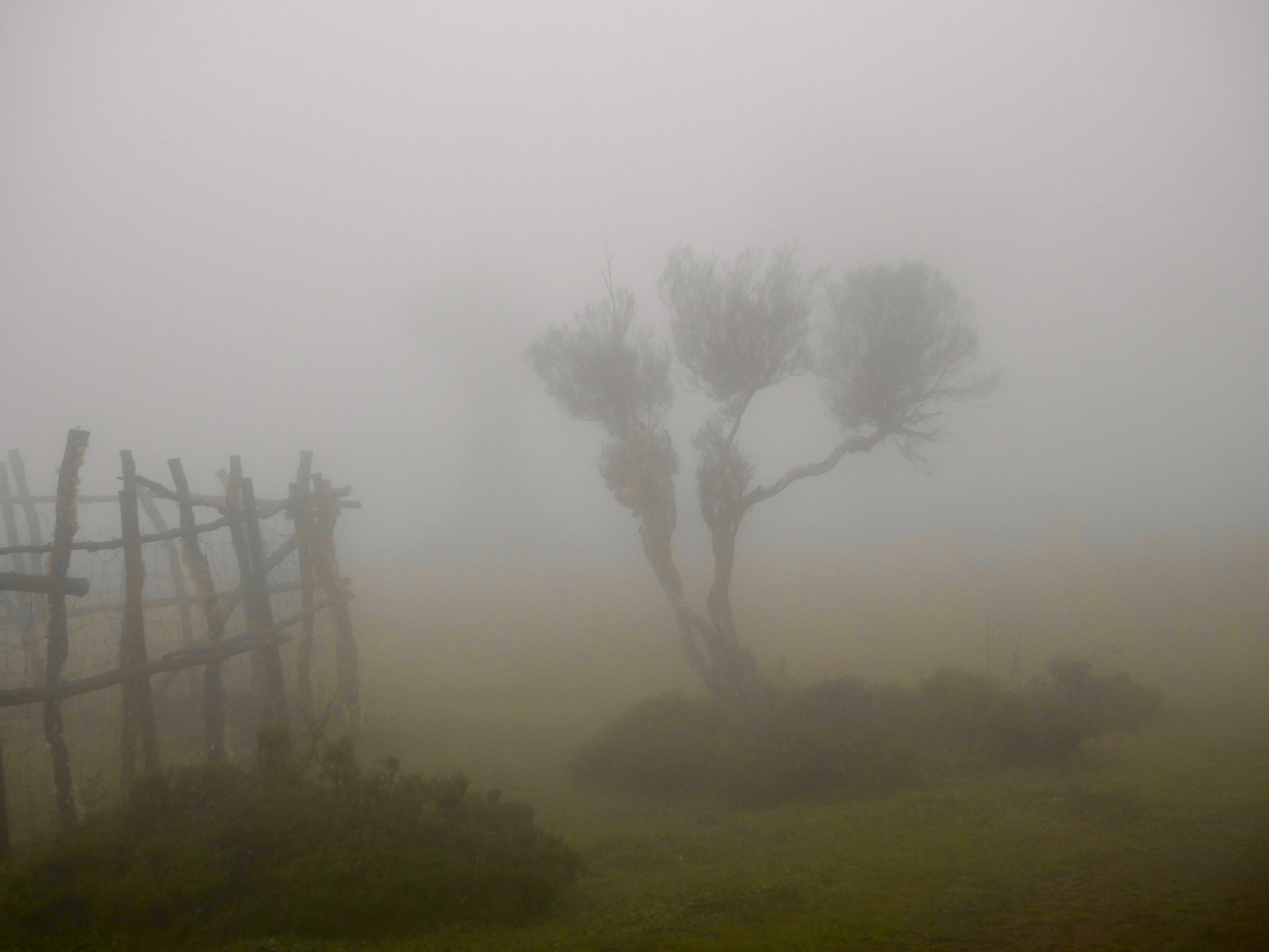 mystiek oerbos madeira fanal forest