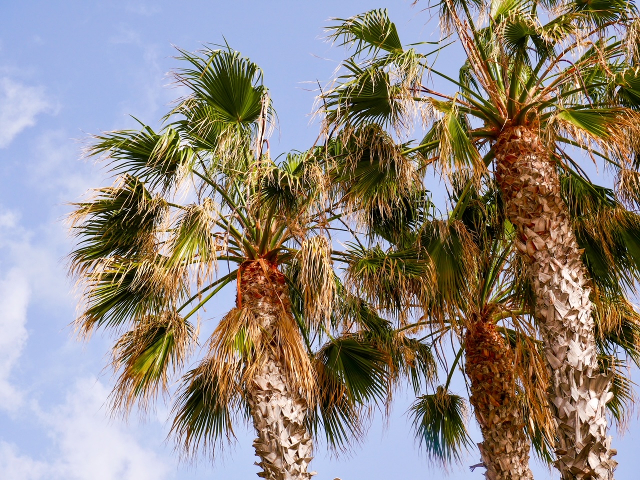 palmbomen madeira