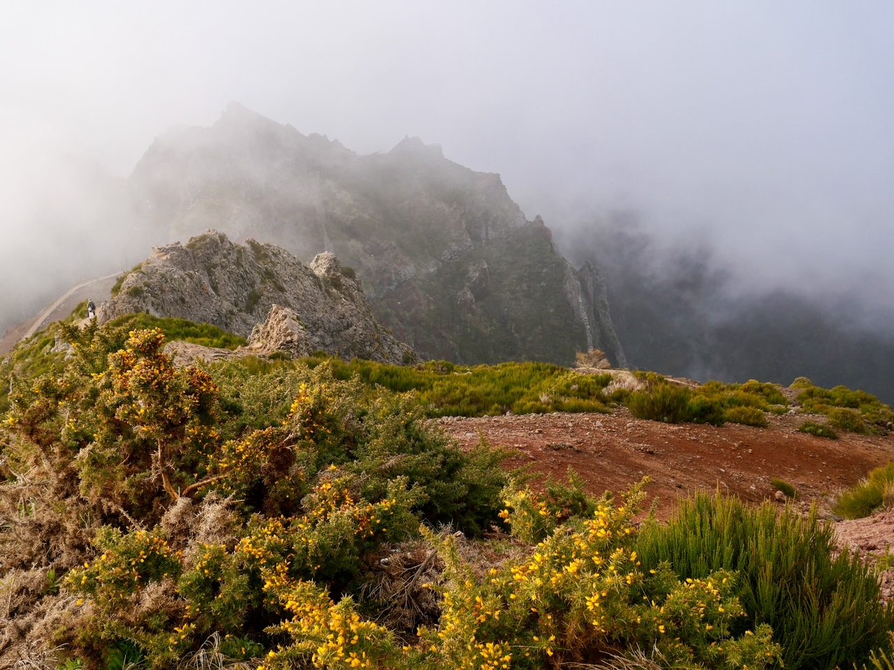 pico arierio view