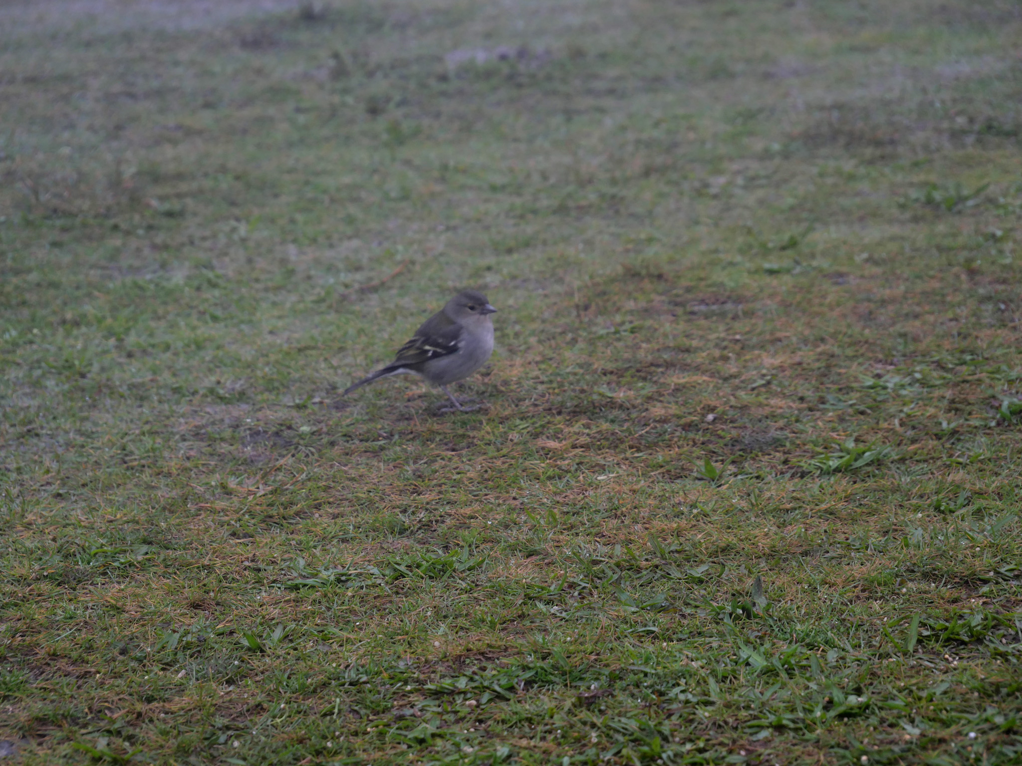 vogeltje fanal