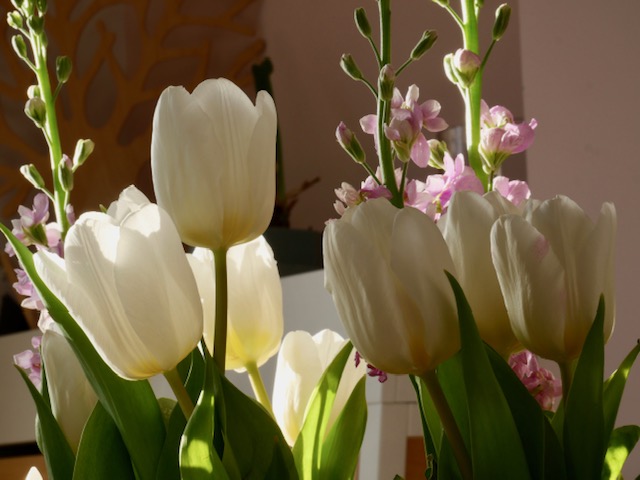 voorjaarsbloemen tulpen