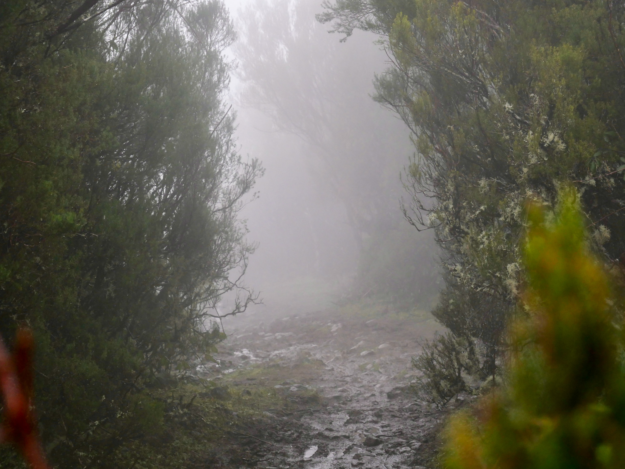 wandelpad fanal forest