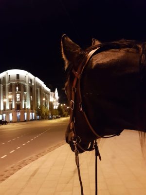 paard op straat in de avond