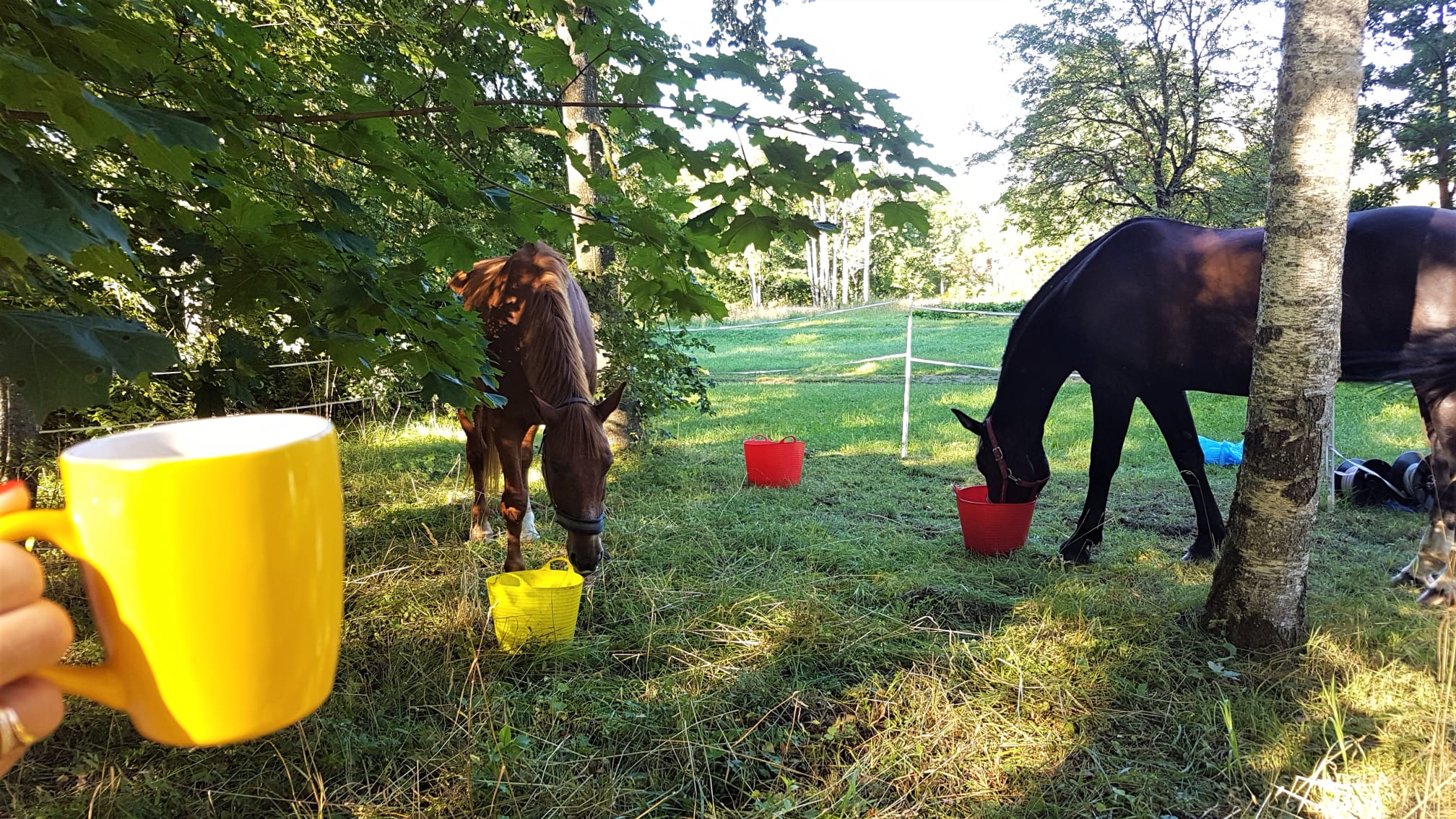 paarden aan het drinken