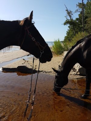 paarden in letland